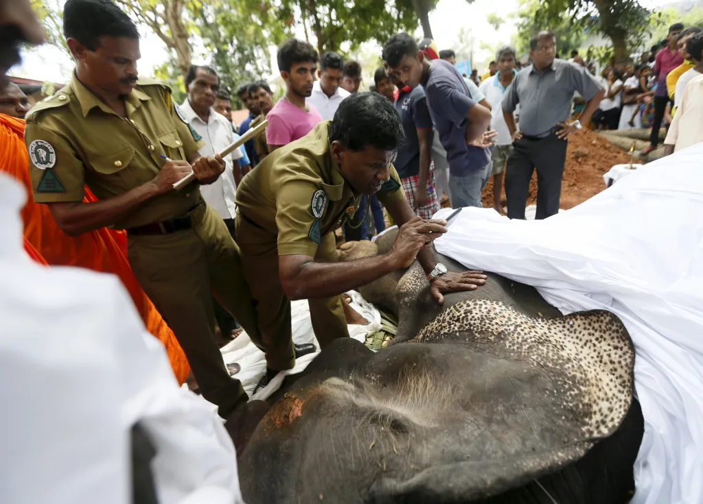 Pohřbu slona na Srí Lance se účastní mnoho lidí včetně zástupců státu, místní správy a duchovních. Slon Hemantha zemřel ve věku 23 let ve městě Kolombo