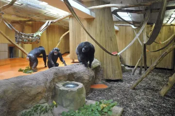 Šimpanzi mají novou zábavu, on-line sledují své kolegy v jiné zoo