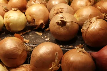 Na britský trh přichází cibule, se kterou se vaří bez pláče