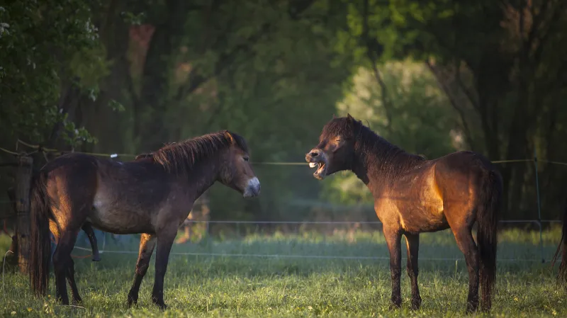 Divocí koně v Ptačím parku Josefovské louky