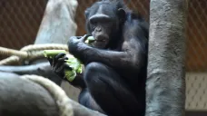 Šimpanz v ostravské zoo