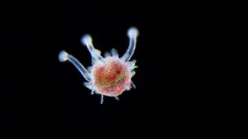 Páté místo: Novorozená mořská ježovka pohybující se po mořském dně