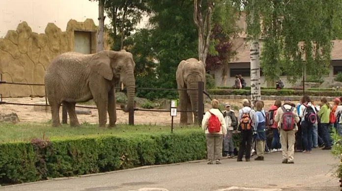 Sloni z královédvorské zoo