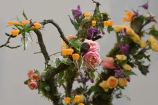 Královská zahradnická společnost poprvé v historii pořádá jarní květinovou show na podzim