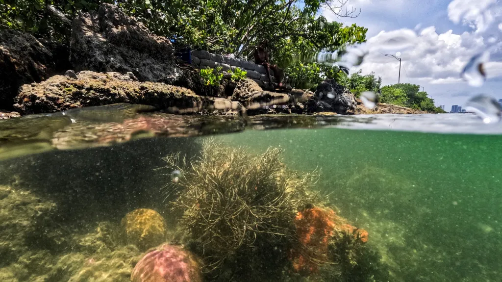 Pokus o záchranu korálů na Floridě