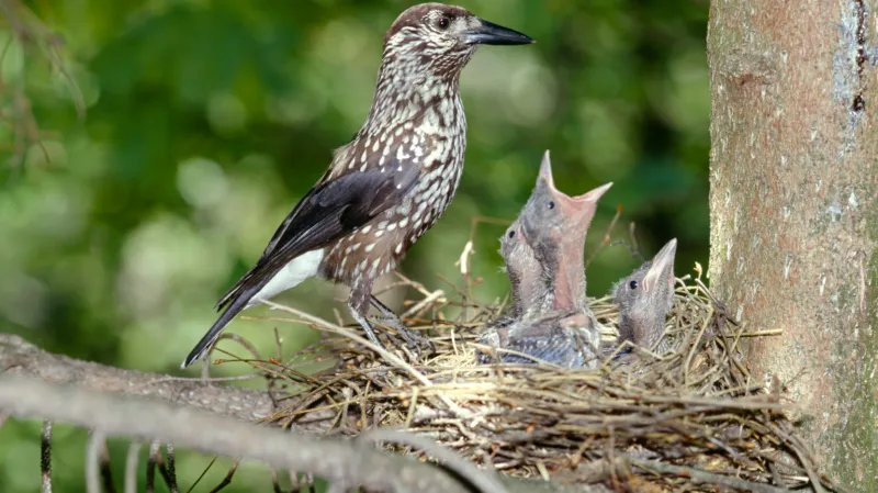 Samice ořešníka kropenatého s mláďaty