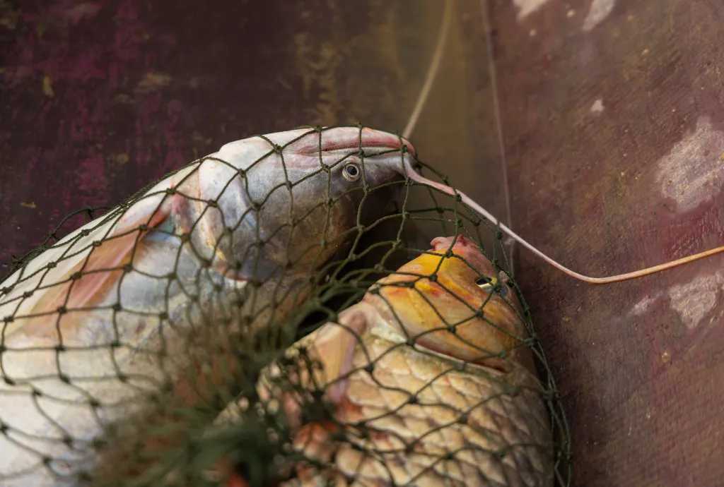 Poptávka po vzácných kovech stále roste. Jsou nezbytné pro většinu moderních technologií, od chytrých telefonů a elektromobilů až po rakety a tryskáče. Těžba je nákladná a složitá. Vzácné kovy se těží vykopáváním hornin nebo promýváním půdy chemikáliemi za účelem extrakce minerálů, čímž vzniká toxický odpad