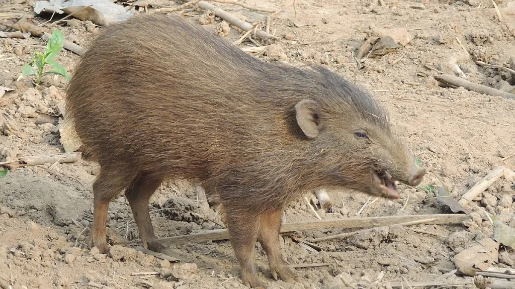 Prase zakrslé (Porcula salvania), ilustrační foto