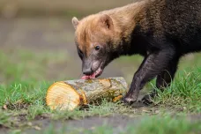 OBRAZEM: Pražská zoo vymýšlí zvířatům hravou stravu