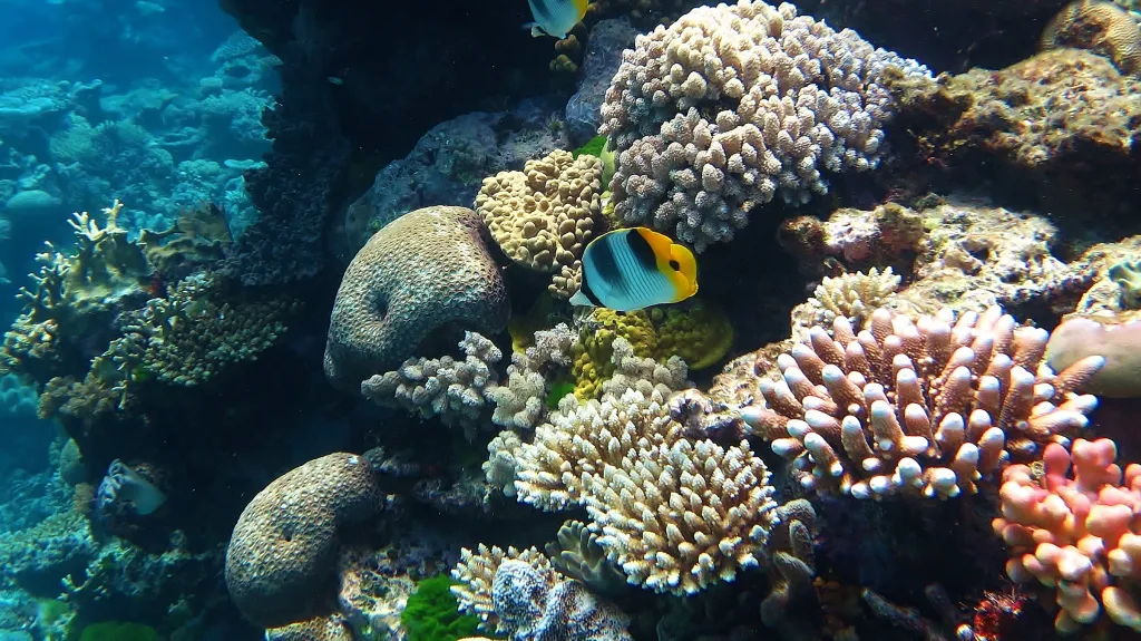 Velký korálový útes