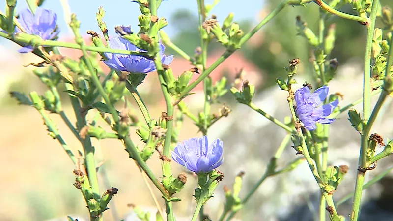 Otevření Getsemanské zahrady