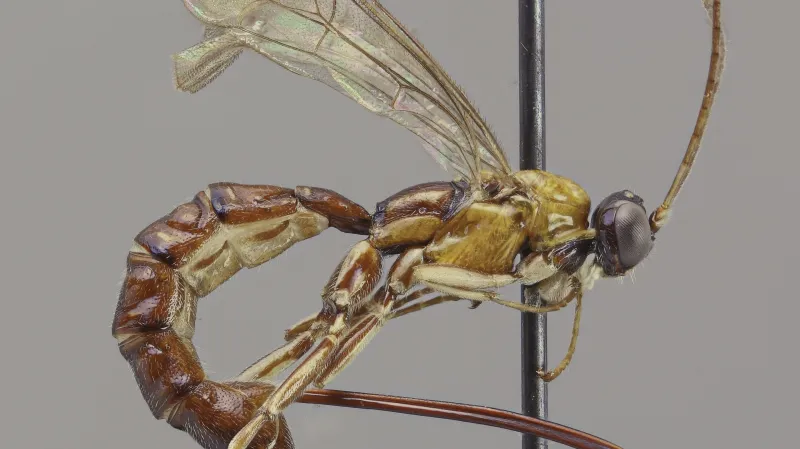 Clistopyga crassicaudata