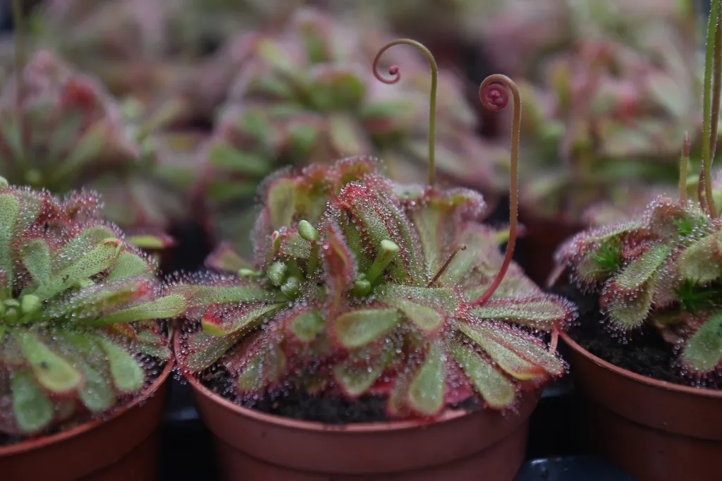 Masožravá rostlina rosnatka