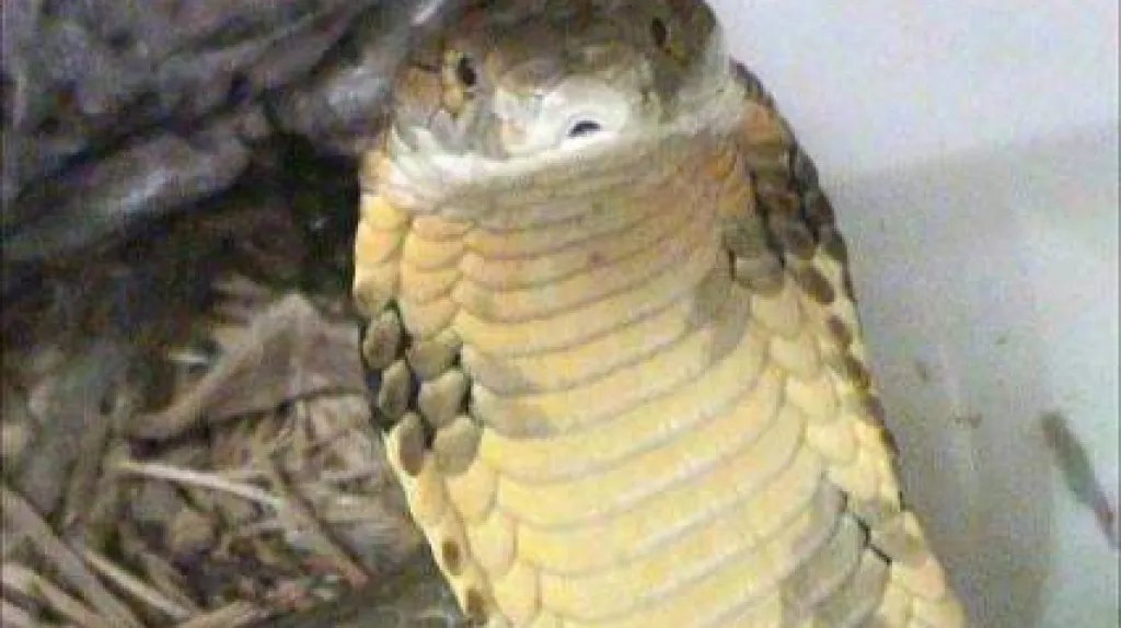 Kobra královská