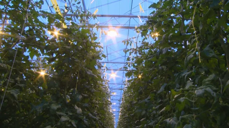 Pěstování rajčat ve skleníku v Haňovicích na Olomoucku