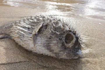 Do roku 2100 hrozí vyhynutí devadesáti procent mořských zvířat