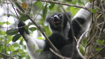 Lemur indri