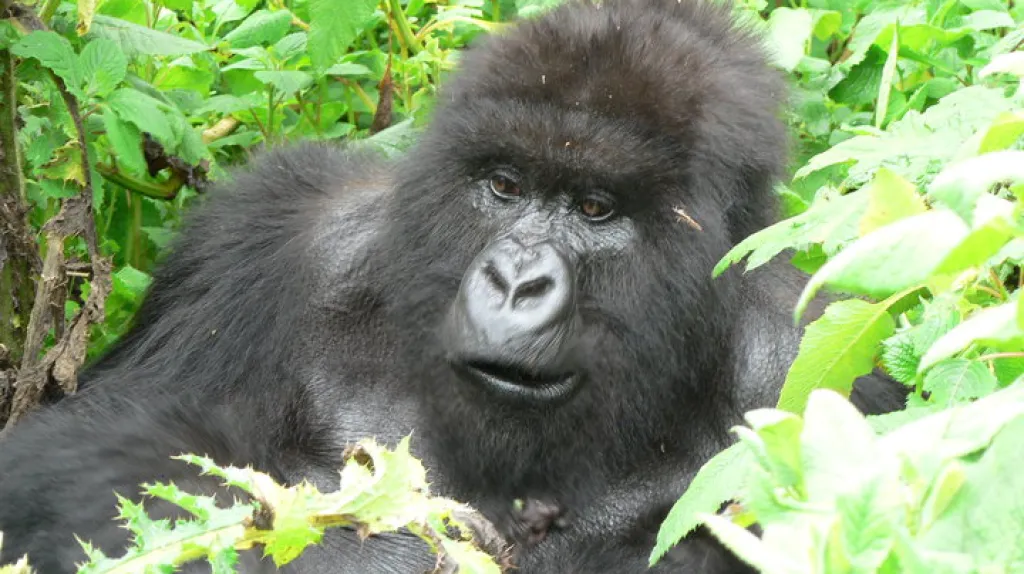 Horské Gorily v rezervaci