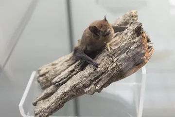 Záchranné stanice přijaly v létě více zvířat než loni