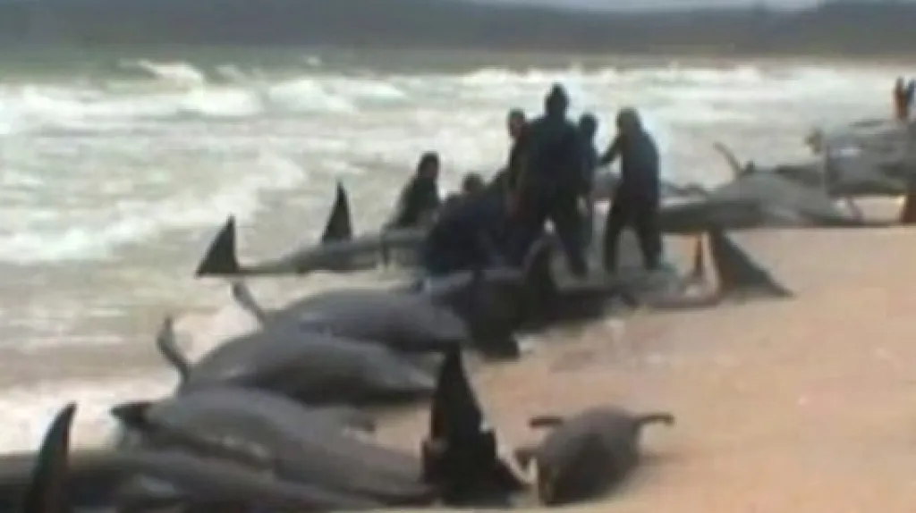 Velryby uvízlé na pláži