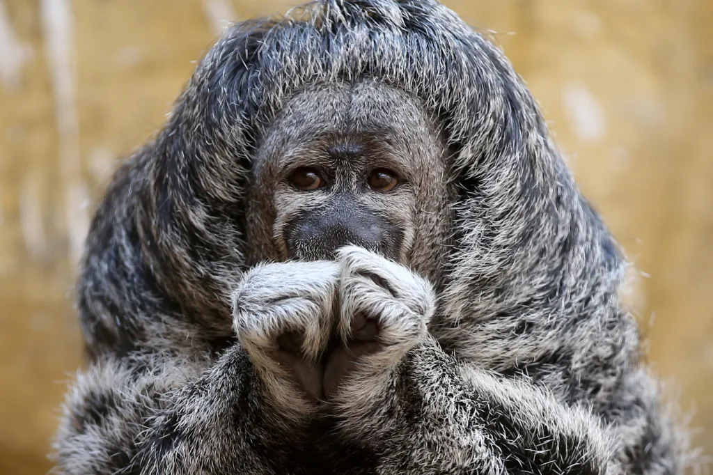 Soustředěný výraz chvostana kosmatého v zoo Parque de Las Leyendas v peruánské Limě