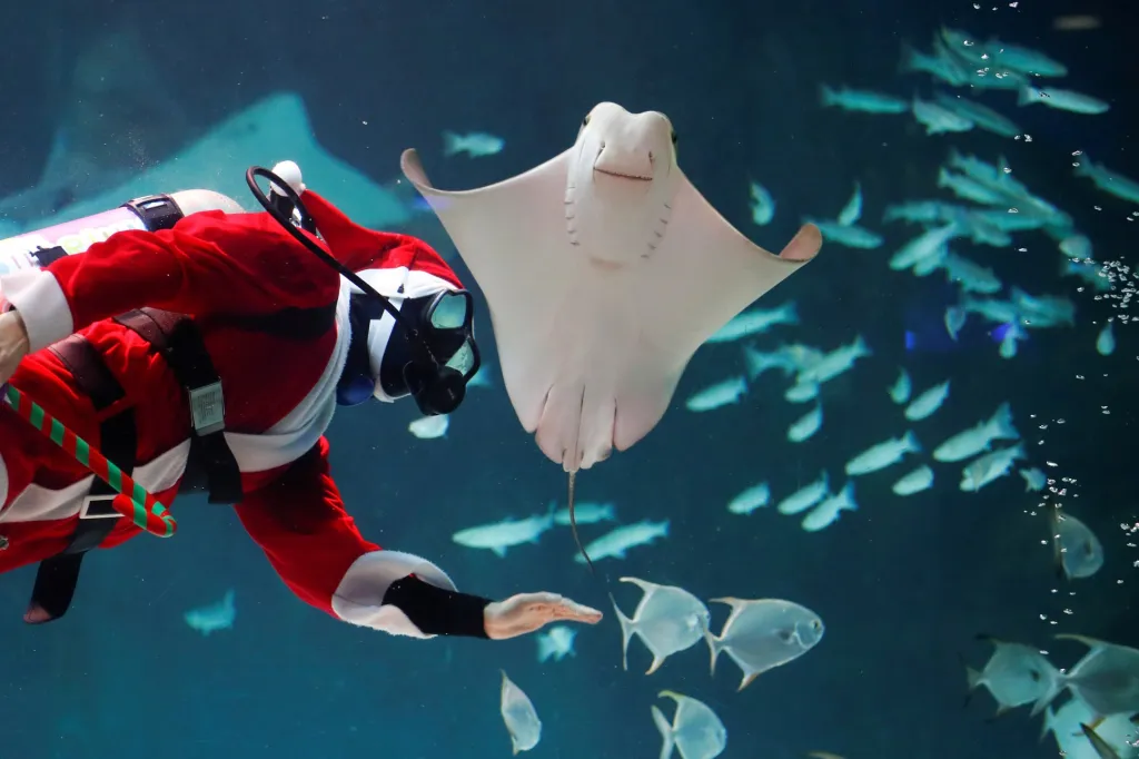 Santa Claus krmí rejnoky v mořském akváriu v jihokorejském Soulu