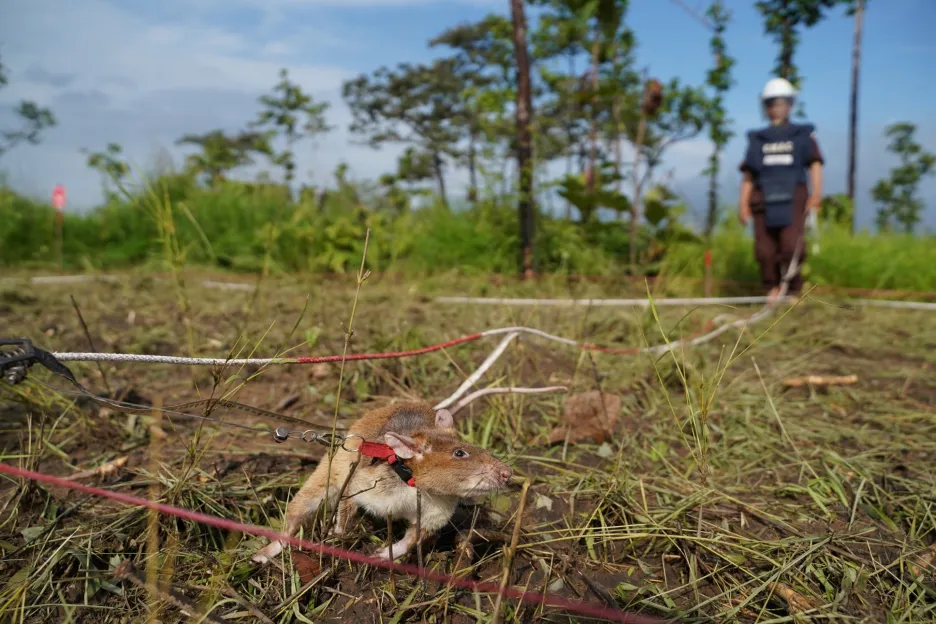 Kambodža nasadila novou generaci krysích rekrutů, aby objevili nášlapné miny v rámci snahy o odminování území