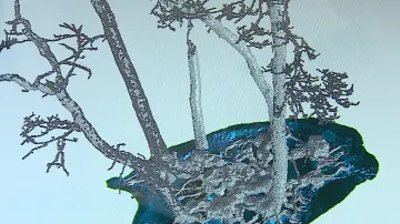 Stáří stromů zjistili vědci pomocí laserového skenování