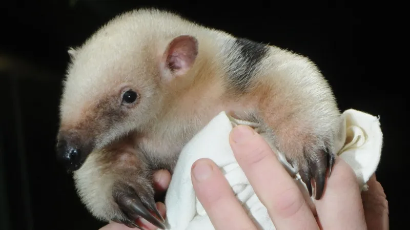 Mládě mravenečníka - Tequila