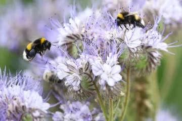 Čmeláci jsou zásadní pro pěstování rajčat či brambor. Jejich jídelníček ohrožují klimatické změny