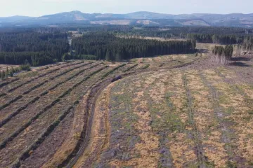 Kůrovec sužuje i Německo. V Harzu zmizelo osmdesát procent jehličnanů
