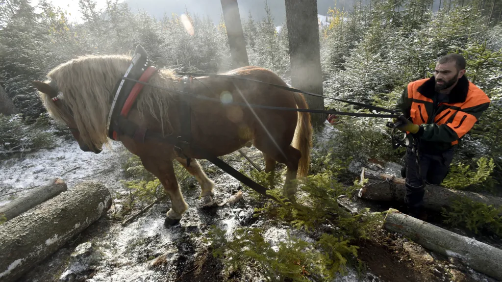 Stromy z lesů pomáhají stahovat koně