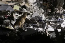 Psi záchranáři pomáhají po zemětřesení v Itálii s prohledáváním trosek