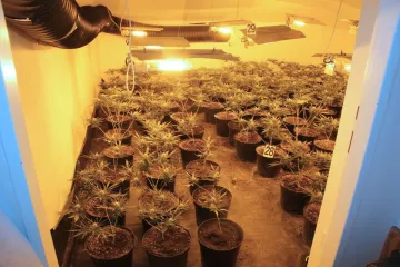 Rodinný dům ve Slavkově ukrýval stovky rostlin konopí