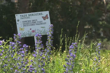 V brněnských parcích začali sekat trávníky jako mozaiku. Jen kolem laviček a cest