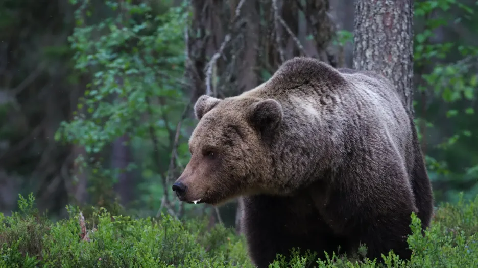 Ve Švédsku žijí asi tři tisíce medvědů