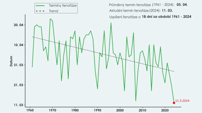 První květy meruněk