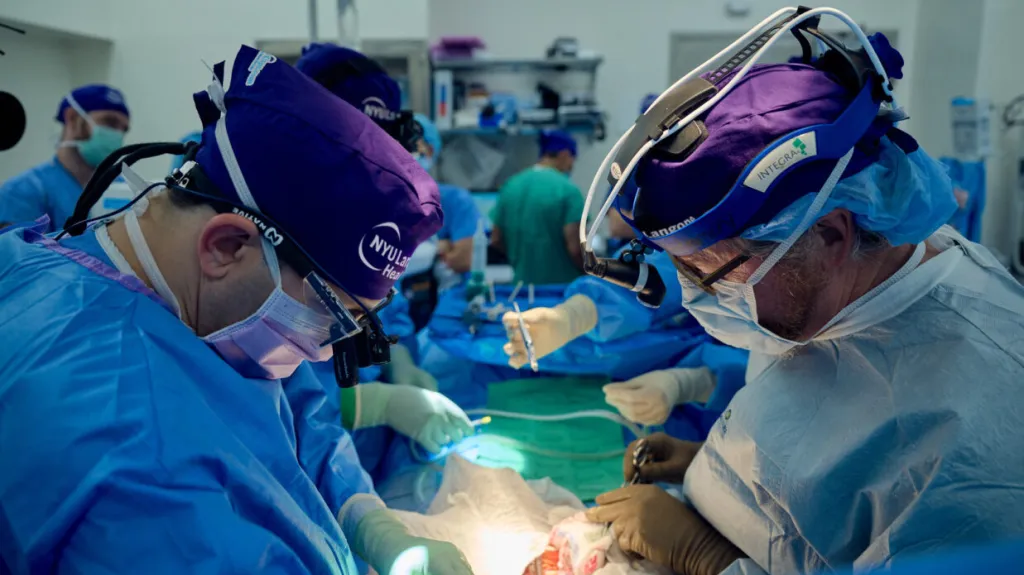 Transplantace prasečích ledvin člověku