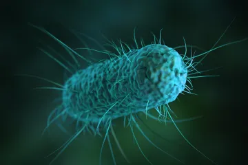 Smrt může být evolučně altruistická, naznačuje výzkum