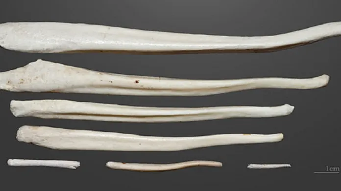 Penilní kosti savců