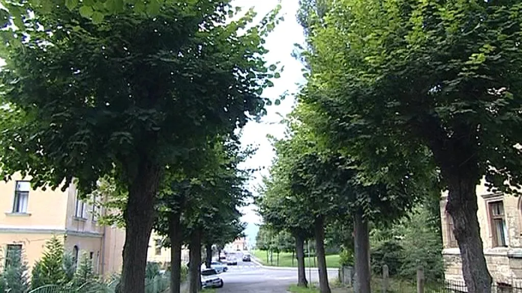 Stromy v libereckých Lidových sadech