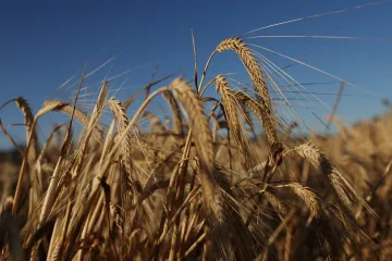 Vědci začali na poli u Olomouce testovat geneticky upravený ječmen