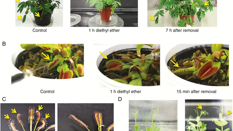 Ukázka působení anestetik na rostliny