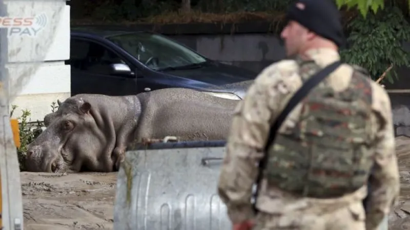 Bobek: Zvířata uprchlá ze zoo jsou o to nebezpečnější
