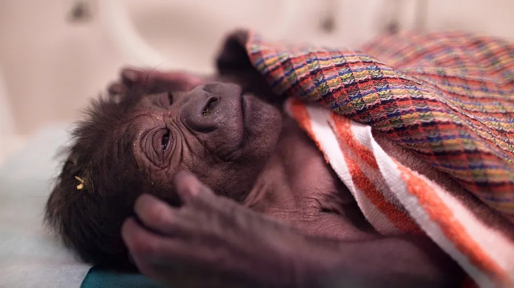 Novorozená gorila