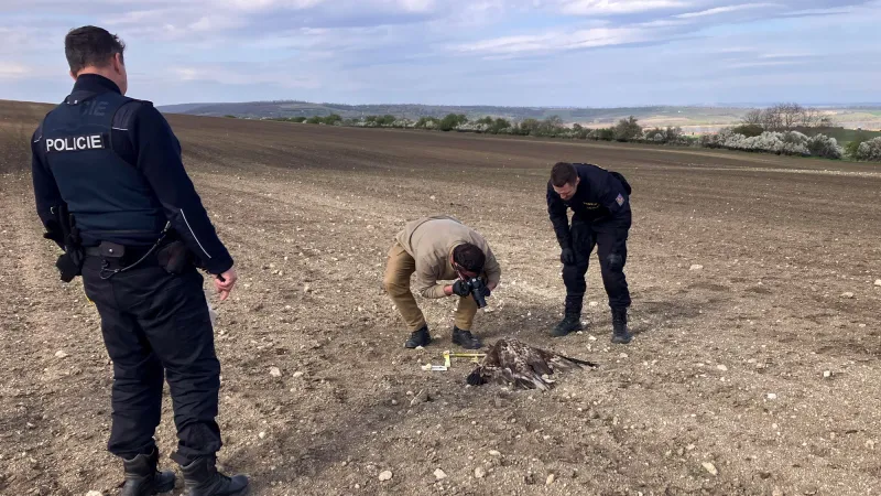 Policie vyšetřuje případ otrávených dravců na Břeclavsku