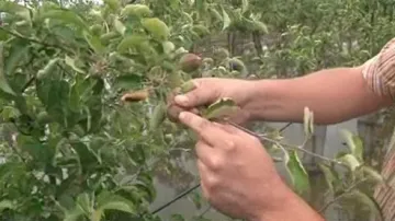 Pěstitelé meruněk hlásí nejhorší sezónu za posledních 10 let