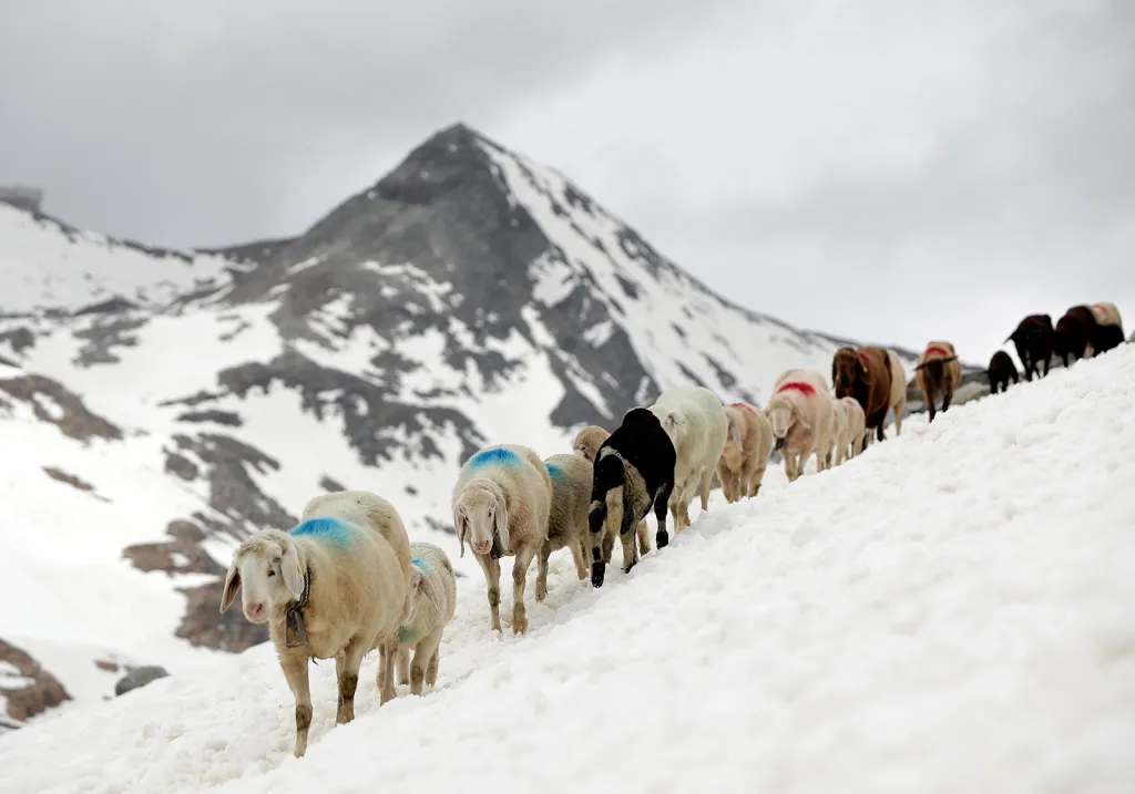 Stádo ovcí při své každodenní cestě kolem ledovce Hochjochferner v rakouském Tyrolsku