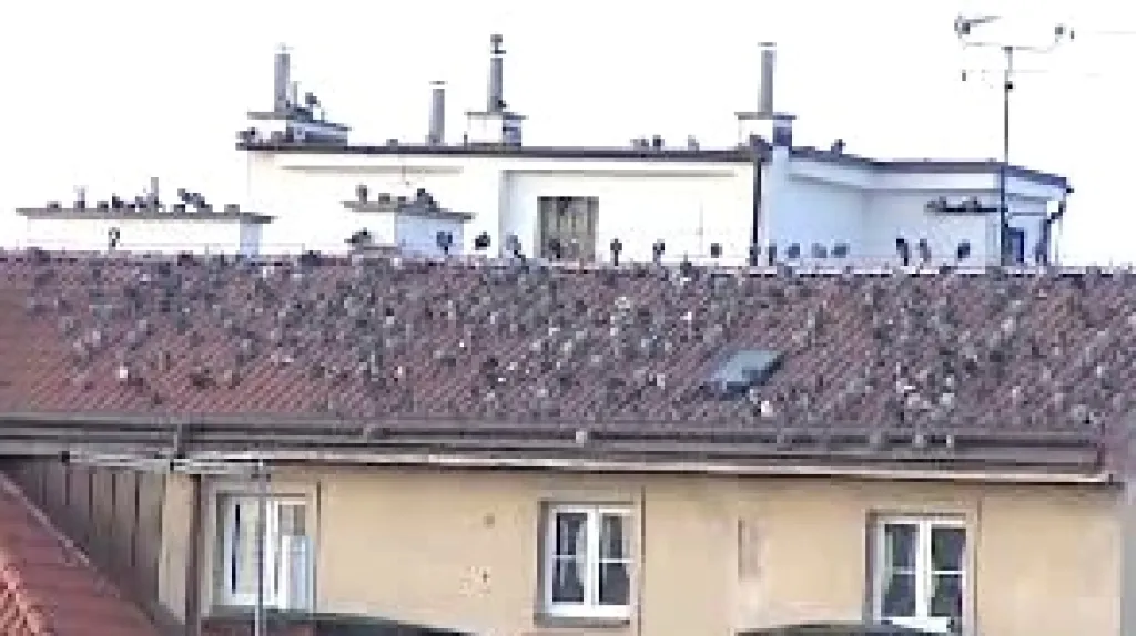 Přemnožení holubi