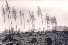 Před sto lety ničila lesy bekyně mniška, dnes kůrovec. Příčina je stále stejná